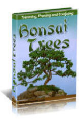 Growing, timming and grooming book on bonzai techniques