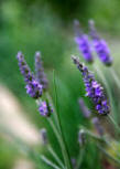 lavender plants in bloom