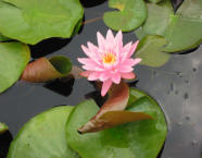 Water lilly blossom in a pond